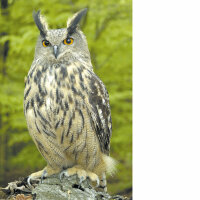 Spezielle artenschutzrechtliche Prüfung